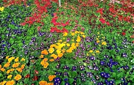 بزرگترین گل‌کاری نوروزی در مشهد اجرا می‌شود