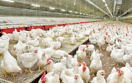 تفاهمنامه سرمایه گذاری ۲۵۰ میلیون دلاری در زنجیره صنعت مرغداری کشور امضا شد