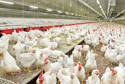 تفاهمنامه سرمایه گذاری ۲۵۰ میلیون دلاری در زنجیره صنعت مرغداری کشور امضا شد