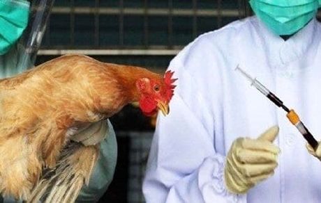 اولین مورد مثبت از بیماری آنفلوانزای فوق حاد پرندگان در تبریز مشاهده شد