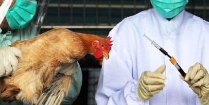 اولین مورد مثبت از بیماری آنفلوانزای فوق حاد پرندگان در تبریز مشاهده شد