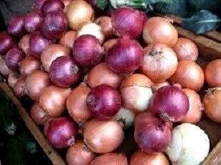 برگزاری دومین جشنواره گردشگری پیاز لاسجرد
