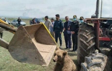 پلنگ کم بود، یک قلاده خرس هم در اردبیل تلف شد