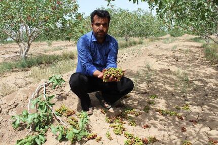 خسارت سنگین تگرگ به کشاورزی چایپاره