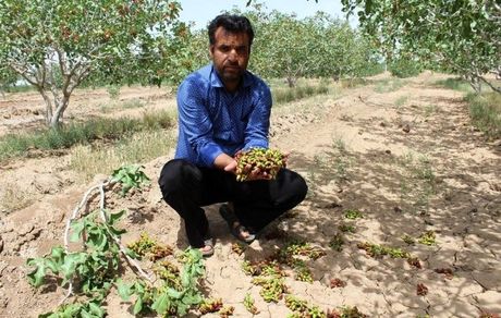 خسارت سنگین تگرگ به کشاورزی چایپاره