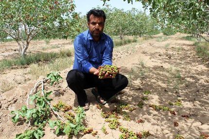 خسارت سنگین تگرگ به کشاورزی چایپاره