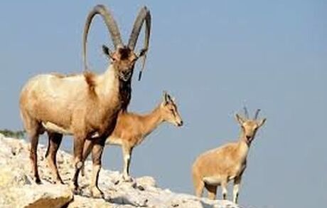 موردی از طاعون نشخوارکنندگان در تهران مشاهده نشده است