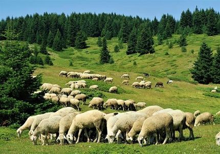صادرات دام به یک درصد هم نمی رسد/قیمت های بازار ناشی از فضاسازی روانی