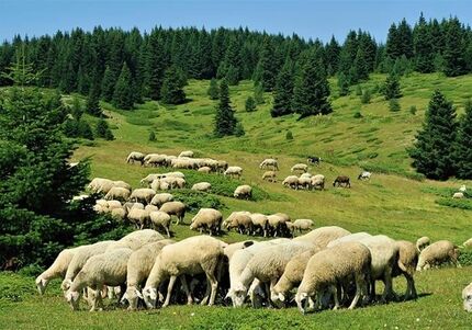 صادرات دام به یک درصد هم نمی رسد/قیمت های بازار ناشی از فضاسازی روانی