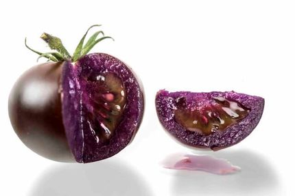 گوجهفرنگی بنفش اصلاحشده ژنتیکی مجوز تولید گرفت