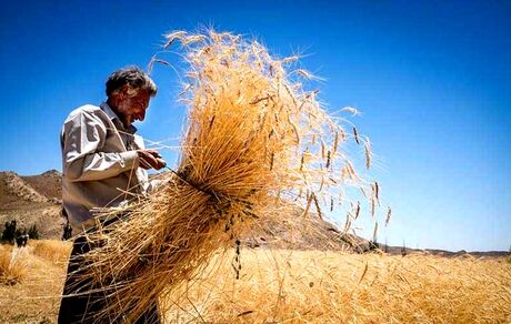 تسویه حساب مطالبات گندمکاران از هفته آینده