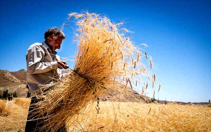 تسویه حساب مطالبات گندمکاران از هفته آینده