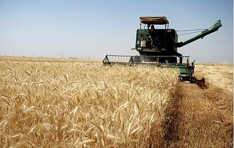 افزایش ۳۲ درصدی خرید تضمینی گندم /مطالبات با تاخیر پرداخت می شود