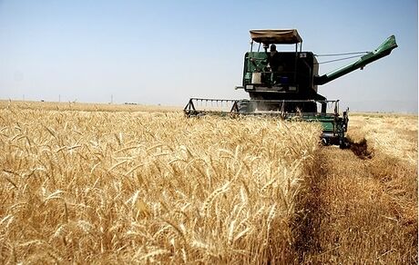 افزایش ۳۲ درصدی خرید تضمینی گندم /مطالبات با تاخیر پرداخت می شود