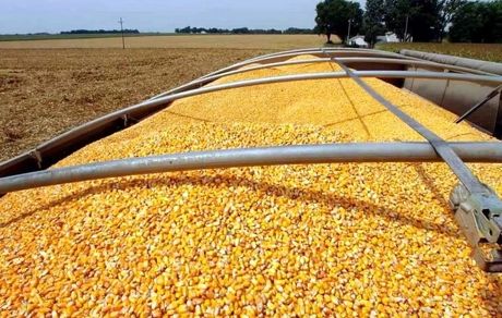 آغاز ثبت‌سفارش جدید ذرت دامی و جو 