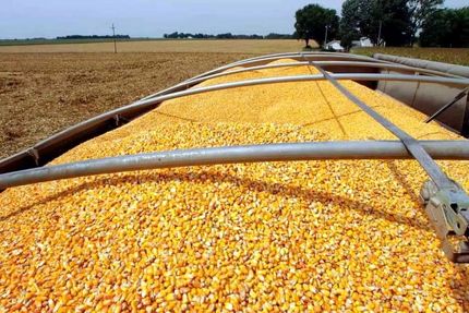 آغاز ثبت‌سفارش جدید ذرت دامی و جو 