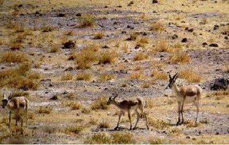 واکسینه شدن۶۰ میلیون راس دام سبک/ خشکسالی عامل افزایش کانون بیماری طاعون