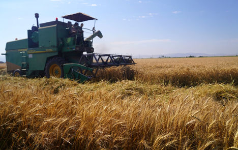 پیش‌بینی افزایش ۳۰ درصدی تولید گندم در سال جاری