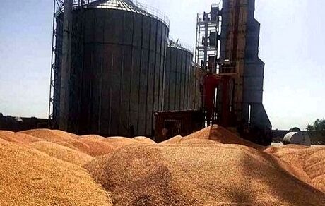 هزاران تن ذرت سیلوی همدان آلوده است؟