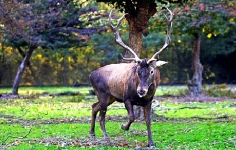 آغاز سرشماری مرال یا گوزن در زیستگاه‌های استان گیلان