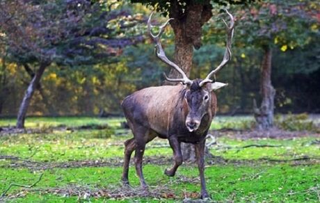 آغاز سرشماری مرال یا گوزن در زیستگاه‌های استان گیلان