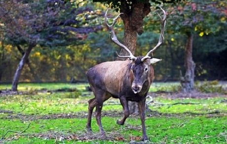 آغاز سرشماری مرال یا گوزن در زیستگاه‌های استان گیلان