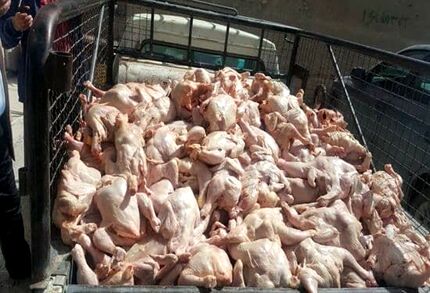۲۳ تن مرغ فاسد از یک خودروی عبوری در آزادراه اندیمشک خرم آباد کشف شد