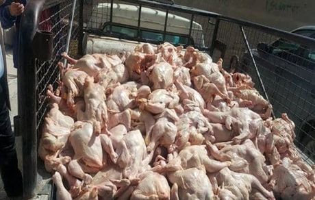 ۲۳ تن مرغ فاسد از یک خودروی عبوری در آزادراه اندیمشک خرم آباد کشف شد