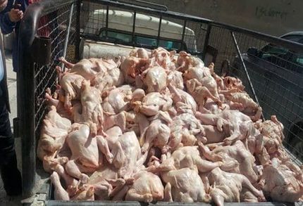 ۲۳ تن مرغ فاسد از یک خودروی عبوری در آزادراه اندیمشک خرم آباد کشف شد