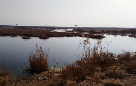 یک تالاب در استان البرز خشک شد