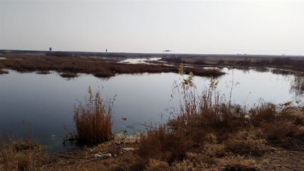 یک تالاب در استان البرز خشک شد