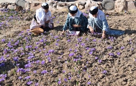 شمشین جشنواره استانی زعفران در بخش آسفیچ شهرستان بهاباد برگزار شد