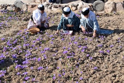 شمشین جشنواره استانی زعفران در بخش آسفیچ شهرستان بهاباد برگزار شد