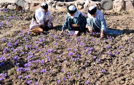 شمشین جشنواره استانی زعفران در بخش آسفیچ شهرستان بهاباد برگزار شد