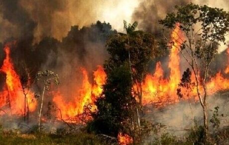 از بین رفتن ۲۰ هکتار از جنگل‌های استان گلستان به علت آتش سوزی