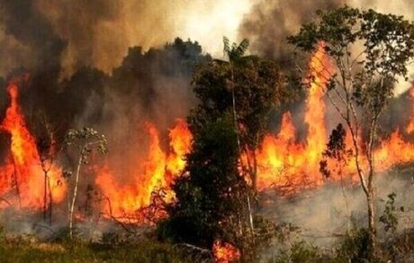 از بین رفتن ۲۰ هکتار از جنگل‌های استان گلستان به علت آتش سوزی