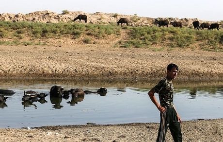  جذابیت کشت برنج برای خوزستانی ها/ کشاورزان به توصیه‌های علمی عمل نمی‌کنند