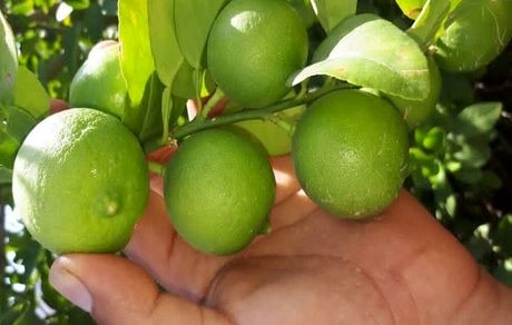 پیش بینی برداشت ۹۶۰۰ تن لیموترش در استان سیستان و بلوچستان