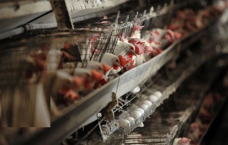 صادرات کالاهای یارانه‌ای به کشورهای همسایه ممنوع است