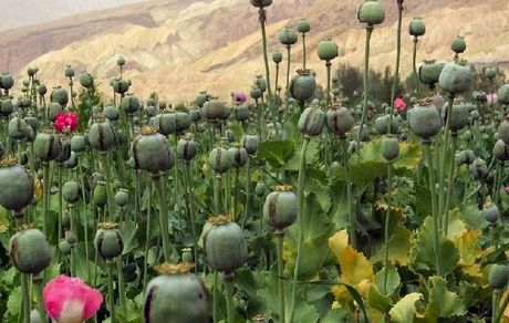 سطح زیر کشت خشخاش در افغانستان ۳۲ درصد افزایش یافت