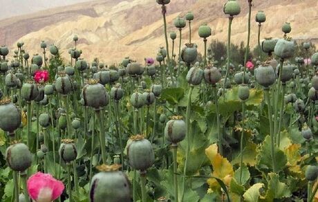 سطح زیر کشت خشخاش در افغانستان ۳۲ درصد افزایش یافت