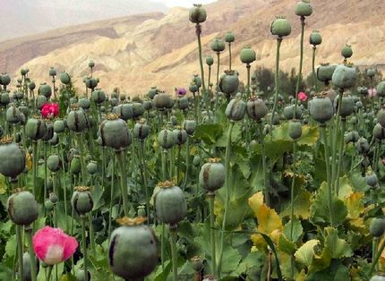 سطح زیر کشت خشخاش در افغانستان ۳۲ درصد افزایش یافت