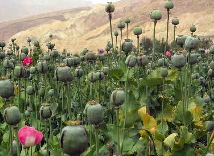 سطح زیر کشت خشخاش در افغانستان ۳۲ درصد افزایش یافت