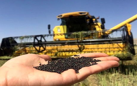 برداشت کلزا از مزارع شهرستان کهگیلویه آغاز شد