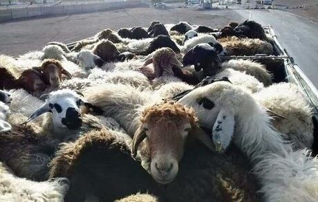 الزامات بهداشتی ذبح دام‌های نذری اعلام شد