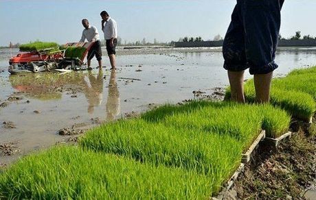 ممنوع شدن کشت برنج در استان ایلام