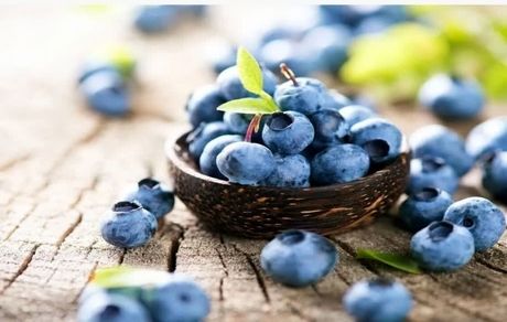 پیش بینی تولید ۱.۵ تنی بلوبری در شهرستان نور