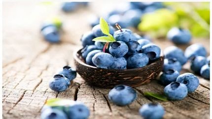 پیش بینی تولید ۱.۵ تنی بلوبری در شهرستان نور