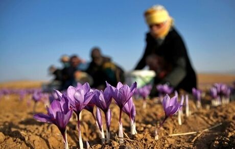 افزایش شدید قیمت جهانی زعفران تحت تاثیر کاهش تولید در ایران