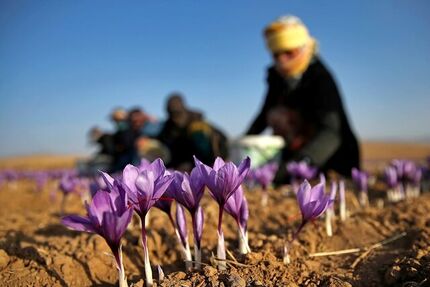 افزایش شدید قیمت جهانی زعفران تحت تاثیر کاهش تولید در ایران